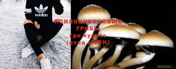 прущие грибы Пролетарск